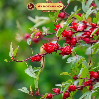 Hoa Atiso Đỏ (Bụp Giấm/Hibiscus). Hàng Tuyển Chọn, Sấy Lạnh, Hoa To, Sạch. Thanh Nhiệt, Giải Khát.